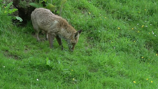 Red Fox, vulpes vulpes, Mother and Cub standing at Den Entrance, Normandy in France, Real Time