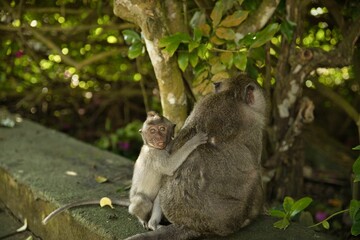 Full body close up of a baby cynomolgus monkey clawing at the back of its mommy, both sitting on a stone wall, the stone wall and trees in the background.