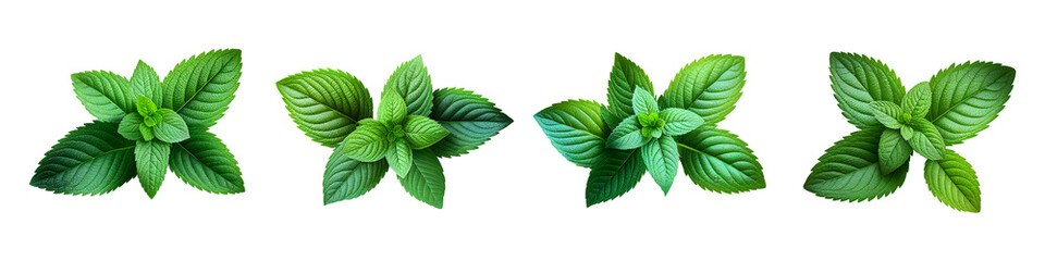 Mint leaves isolated on transparent background. Generative ai.