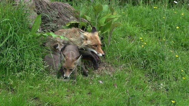 Red Fox, vulpes vulpes, Female and Cub standing at the Den Entrance, Normandy in France, Real Time