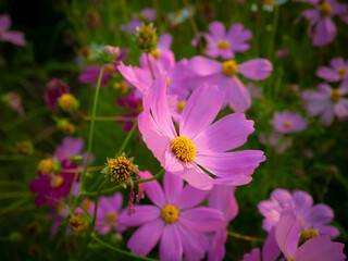 Obraz premium Cosmos flower with blurred background. blooming pink flower.