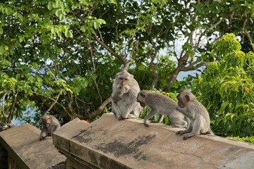 Full body shot of a cynomolgus monkey group sitting on a stone wall, a tree and a bright sky background.