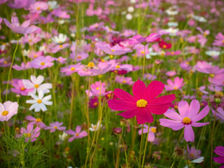 Obraz na płótnie Canvas Cosmos flower with blurred background. blooming pink flower.