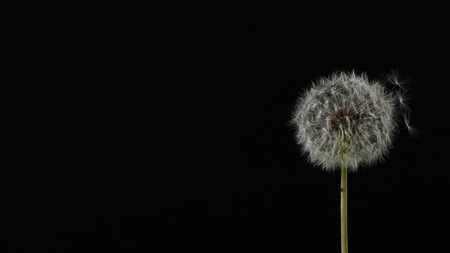 Slow motion of blowing white dandelion flower, seeds flying on black background