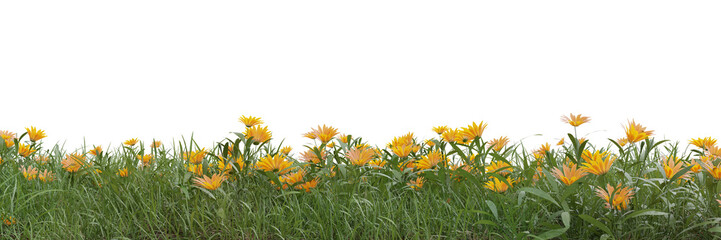 Field of flowers and grass cut out on transparent background 3d rendering png - obrazy, fototapety, plakaty