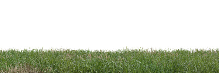Grass on transparent background 3d rendering png
