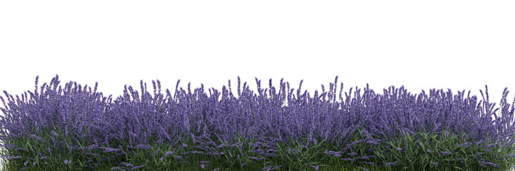 Field of flowers and grass cut out on transparent background 3d rendering png