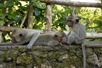Full body close up of a group of young cynomolgus monkeys sitting and lying on a stone wall, in the background light shining leaves and a wooden fence.