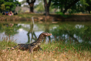Asian water monitor - Varanus salvator also common water monitor, large varanid lizard native to South and Southeast Asia (kabaragoya, two-banded monitor, rice lizard, ring lizard, plain lizard.
