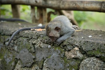 Full body shot of a baby cynomolgus monkey lying on a weathered stone wall looking down, leaves and a wooden fence in the background.
