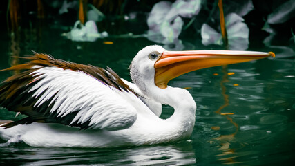 THE PELICAN IN THE ZOO