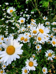 daisies, white flowers, white flower with yellow centre, green background, leaves