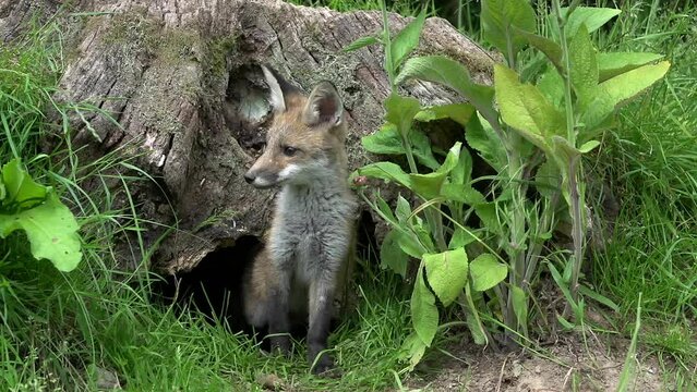 Red Fox, vulpes vulpes, Cub standing at the Den Entrance, Normandy in France, Real Time