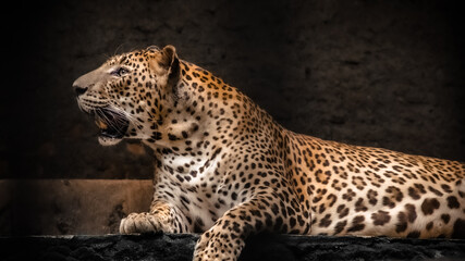 THE LEOPARD IN THE ZOO