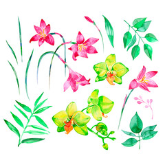 watercolor illustration, orchid flowers and green leaves, bouquet, floral composition, isolated on white background