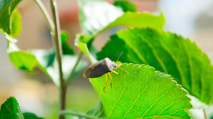 Close-up - stink beetle sits on a tree leaf