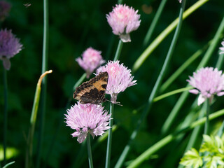 Small tortoiseshell (Aglais urticae) butterfly sitting on chives flower in garden