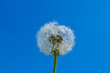 white whole fluffy dandelion against blue sky