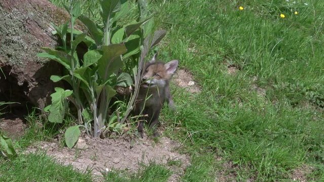 Red Fox, vulpes vulpes, Cub standing in Den Entrance, Normandy in France, Real Time