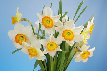 Bouquet of white daffodils on a green-blue background. 