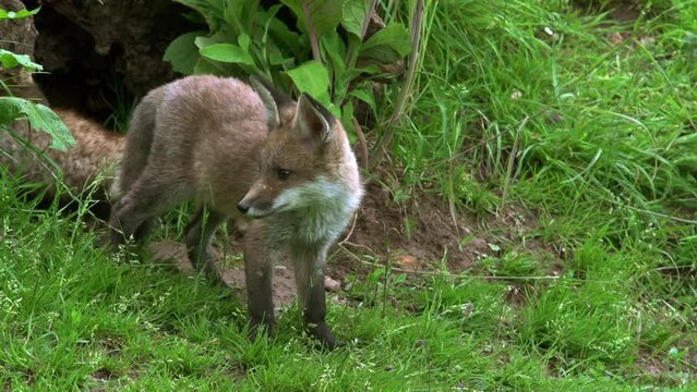 Red Fox, vulpes vulpes, Cub standing in Den Entrance, Normandy in France, Real Time