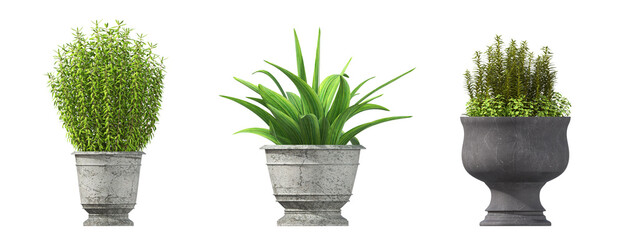 decorative flowers and plants for the interior, isolated on white background, 3D illustration, cg render