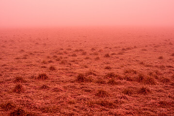 Surreal red foggy morning in the field, orange mist and grass. 