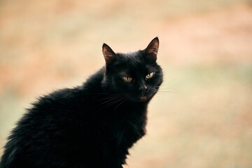 Naklejka na ściany i meble beautiful black female cat. relaxed portrait of domestic pet