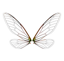 cicada insect wings on a white background,isolated