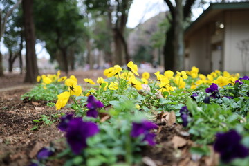 公園の花