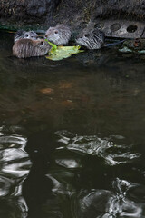 american nutria in its aquatic environment