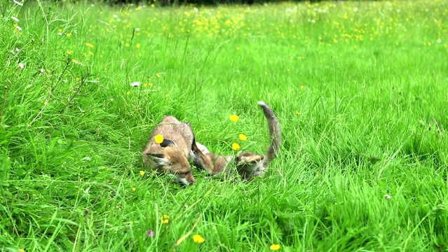 Red Fox, vulpes vulpes, Cub playing on Grass, Normandy in France, Real Time