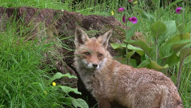 Red Fox, vulpes vulpes, Portrait of an Adult female in the forest among foliage, Normandy in France, Real Time