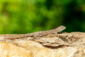 Cuvier's Madagascar swift (Oplurus cuvieri), knows as Madagascan collared iguana or iguanid lizard. Endemic species of lizard in the family Opluridae. Miandrivazo, Menabe Madagascar wildlife animal