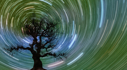 Night sky star trail over the silhouette of birds with lone tree at  sunset