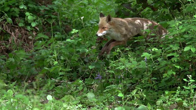 Red Fox, vulpes vulpes, Adult female Jumping in the forest among foliage, Normandy in France, Slow Motion