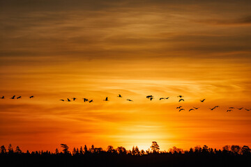 Flock of flying Cranes in sunset