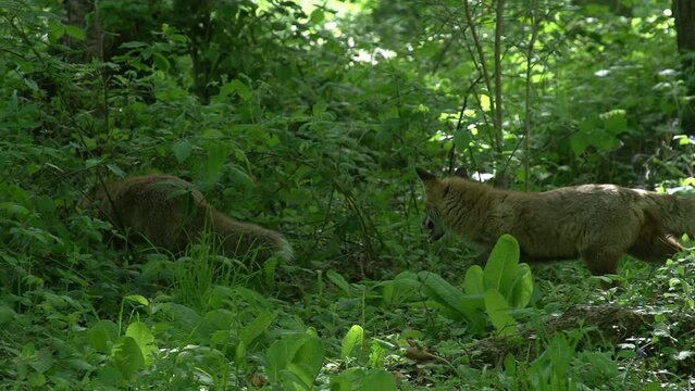Red Fox, vulpes vulpes, Pair of Adults walking in the forest among foliage, Normandy in France, Real Time
