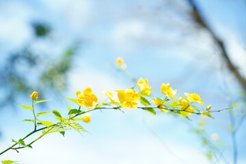 山吹の花、山吹、黄色、花、菜の花、桜、日本、春、植物、野外、公園、景色、フレーム、背景、緑、自然、風、花びら、枝、黒、覗く、空、影、一面、日本、風景、ナチュラル、3月、4月、ピンク、黄緑、