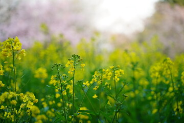 山吹の花、山吹、黄色、花、菜の花、桜、日本、春、植物、野外、公園、景色、フレーム、背景、緑、自然、風、花びら、枝、黒、覗く、空、影、一面、日本、風景、ナチュラル、3月、4月、ピンク、黄緑、