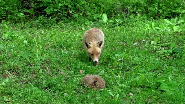 Red Fox, vulpes vulpes, Adult female and European Hedgehog, erinaceus europaeus, in the forest among foliage, Normandy in France, Real Time