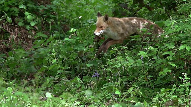 Red Fox, vulpes vulpes, Adult female Running and Jumping in the forest among foliage, Normandy in France, Slow Motion