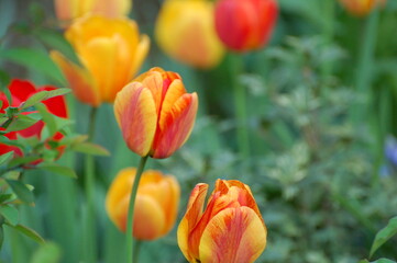 tulipani