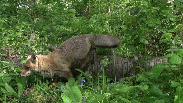Red Fox, vulpes vulpes, Mother and Cub walking in the forest among foliage, Normandy in France, Real Time