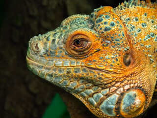 The head of an iguana