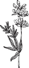 Linear wildflower drawing. Hand drawn illustration. This art is perfect for invitation cards, spring and summer decor, greeting cards, posters, scrapbooking, print, etc.