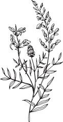Linear wildflower drawing. Hand drawn illustration. This art is perfect for invitation cards, spring and summer decor, greeting cards, posters, scrapbooking, print, etc.