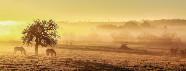 2 horses on the pasture under a tree, morning sun from the left and view over a landscape in ground...