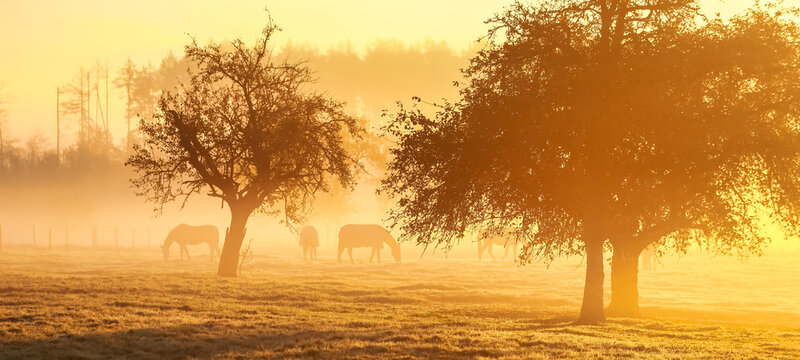 4 horses in the morning fog at sunrise on the pasture under fruit trees, landscape format long..