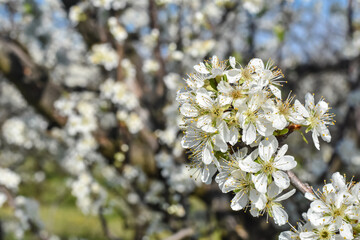 Trees in full bloom in spring, plum branches in full bloom